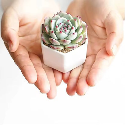 7-Piece Hexagonal Ceramic Mini Succulent Pots with Large Bamboo Tray, for Bookshelf Windowsill Garden Use