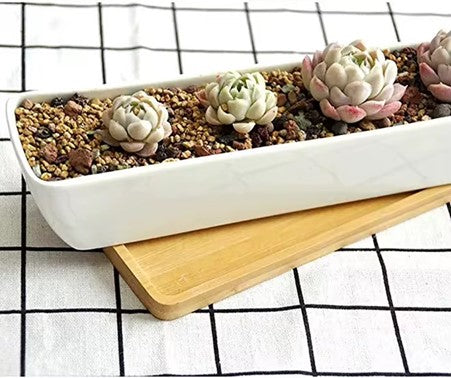 Minimalist White Ceramic Pot with Bamboo Tray for Succulents