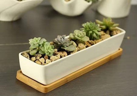 Minimalist White Ceramic Pot with Bamboo Tray for Succulents