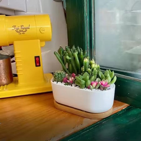 Minimalist White Ceramic Pot with Bamboo Tray for Succulents