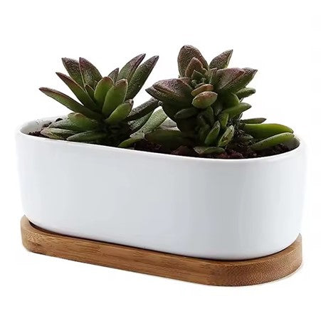 Minimalist White Ceramic Pot with Bamboo Tray for Succulents