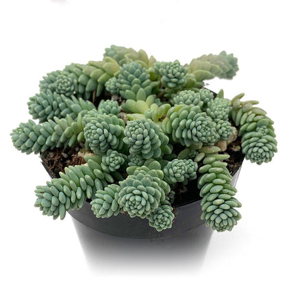 Sedum dasyphyllum 'Himalayan Skies'