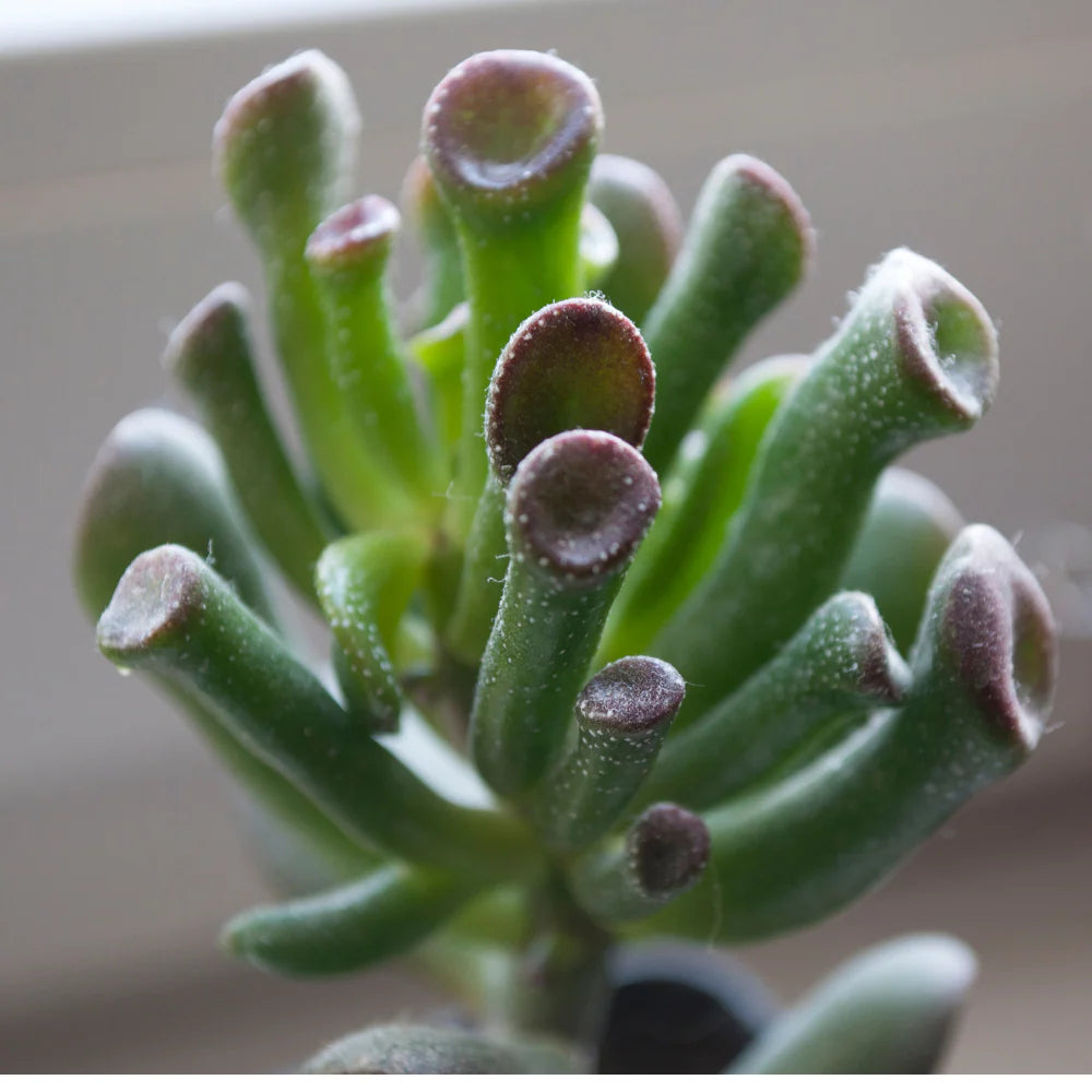 Crassula ovata 'ET's Fingers' Jade