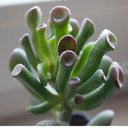 Crassula ovata 'ET's Fingers' Jade