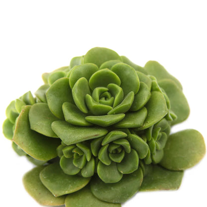 Aeonium 'Lily Pad'