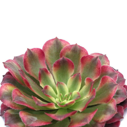 Aeonium 'Mardi Gras'