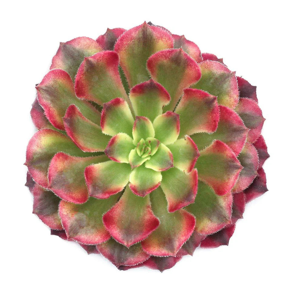 Aeonium 'Mardi Gras'