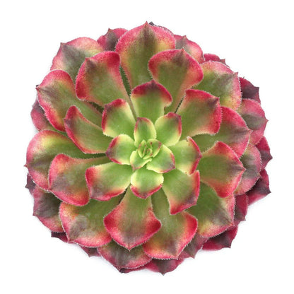 Aeonium 'Mardi Gras'