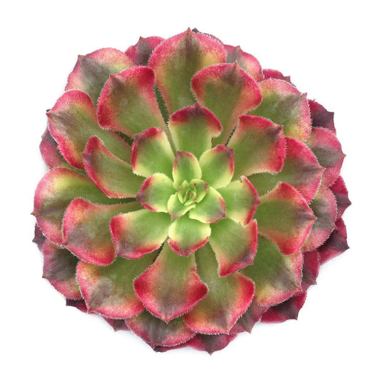 Aeonium 'Mardi Gras'