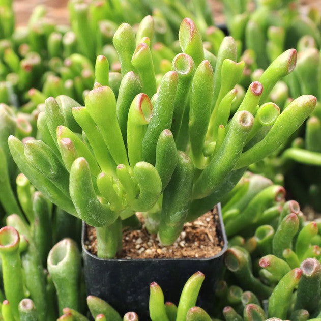 Crassula ovata 'ET's Fingers' Jade
