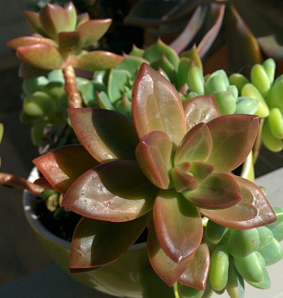 Sedeveria 'Sorrento'