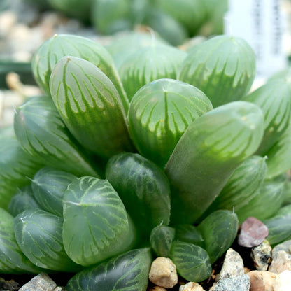 Haworthia cooperi var. dielsiana