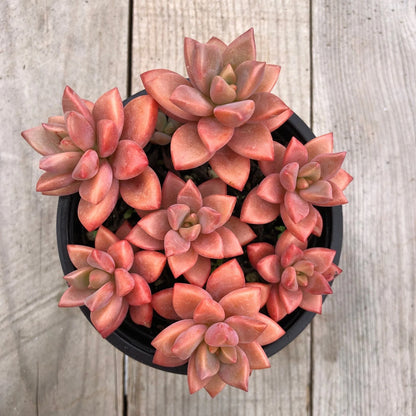 Graptosedum 'Alpenglow