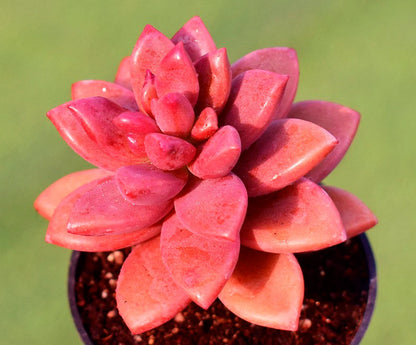 Graptosedum 'Alpenglow