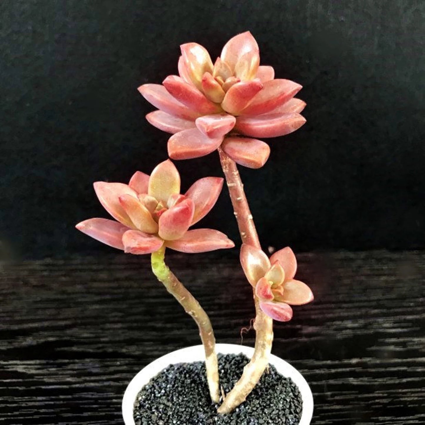 Graptosedum 'Alpenglow
