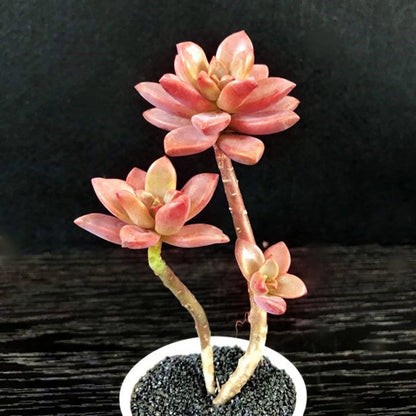 Graptosedum 'Alpenglow