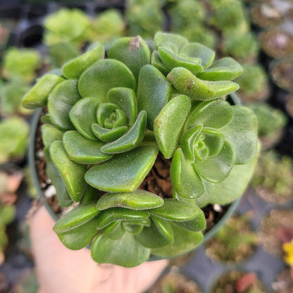 Aeonium 'Lily Pad'