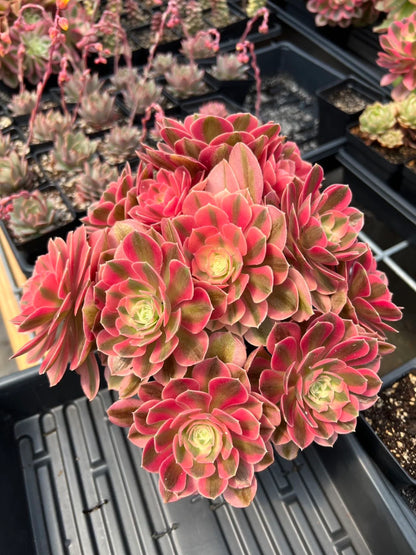 Aeonium Pink Witch Lollipop cluster