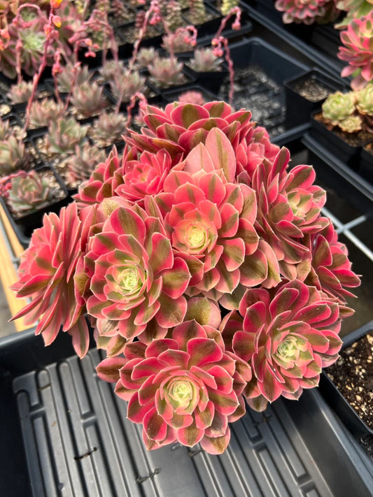 Aeonium Pink Witch Lollipop cluster