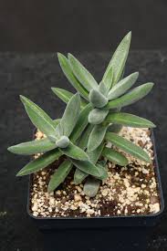 Crassula mesembryanthemoides 'Tenelli'