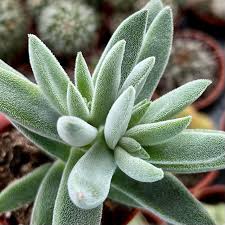 Crassula mesembryanthemoides 'Tenelli'