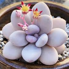 Graptopetalum amethystinum 'Lavender Pebbles'