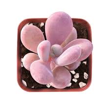 Graptopetalum amethystinum 'Lavender Pebbles'