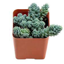 Sedum dasyphyllum 'Himalayan Skies'