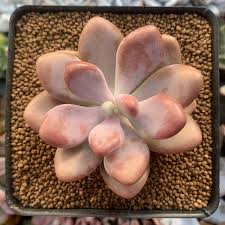 Graptopetalum amethystinum 'Lavender Pebbles'