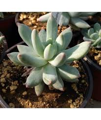 Pachyphytum hookeri