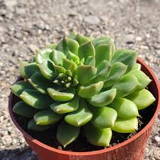 Echeveria 'Emerald Ripple'