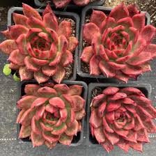 Echeveria ‘Fire Sacrifice’ Variegated