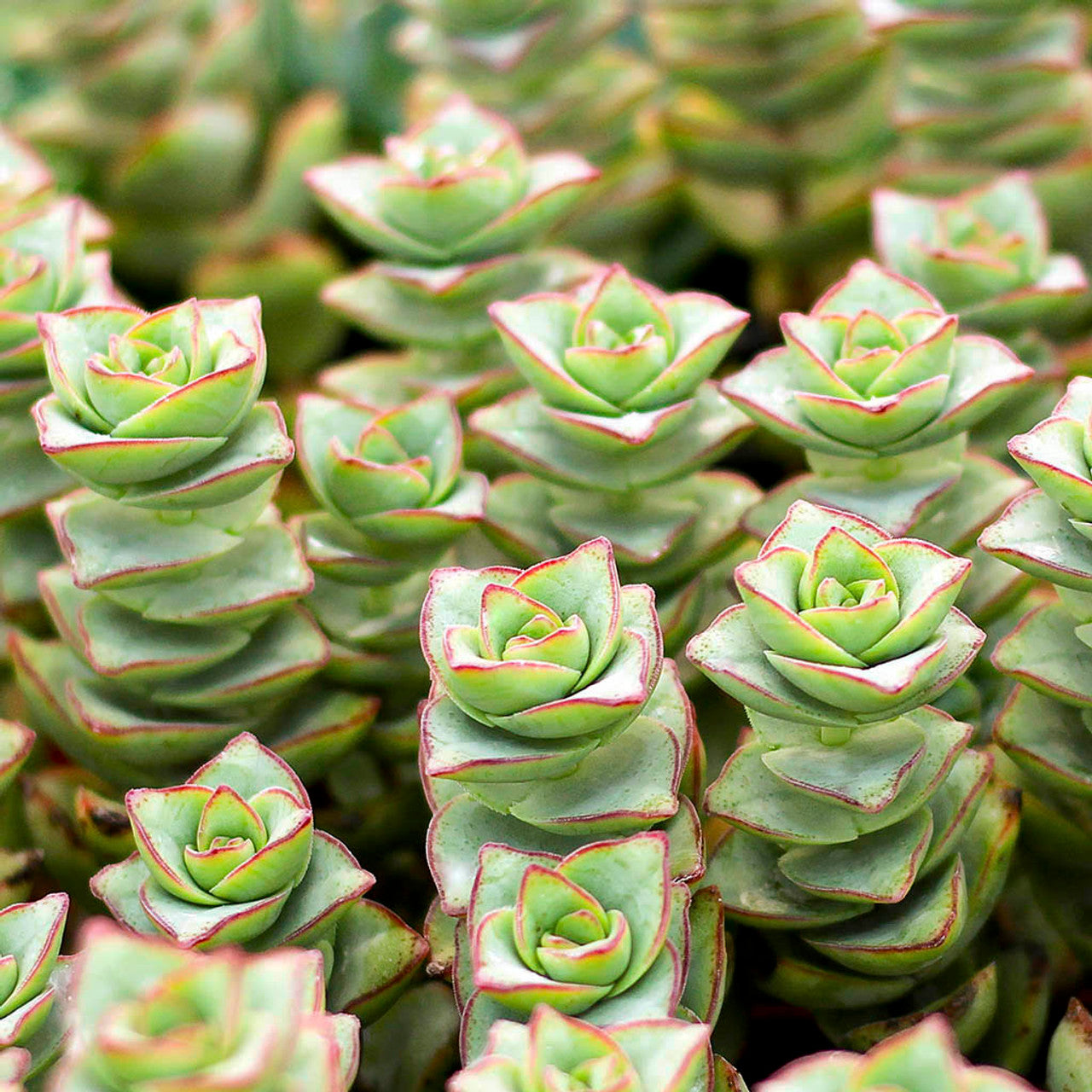 Crassula x perforata 'Ivory Towers'