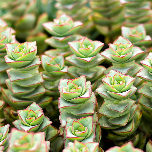 Crassula x perforata 'Ivory Towers'