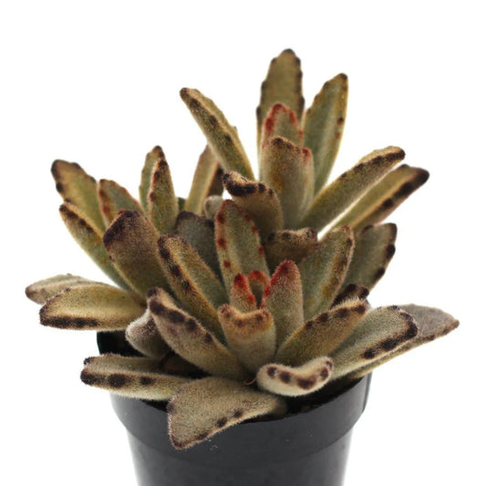 Kalanchoe tomentosa 'Chocolate Soldier