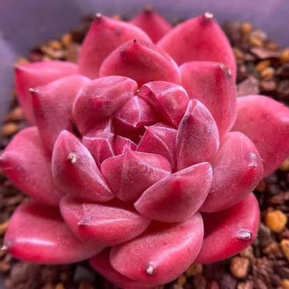 coming soon For your reference, please see the image!