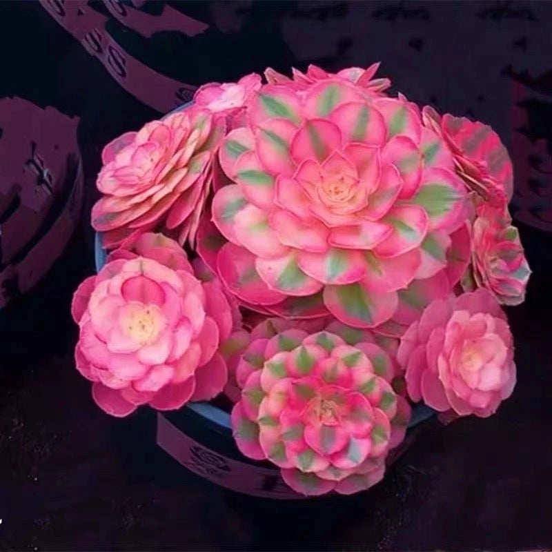 coming soon For your reference, please see the image!