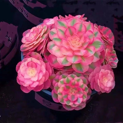 coming soon For your reference, please see the image!