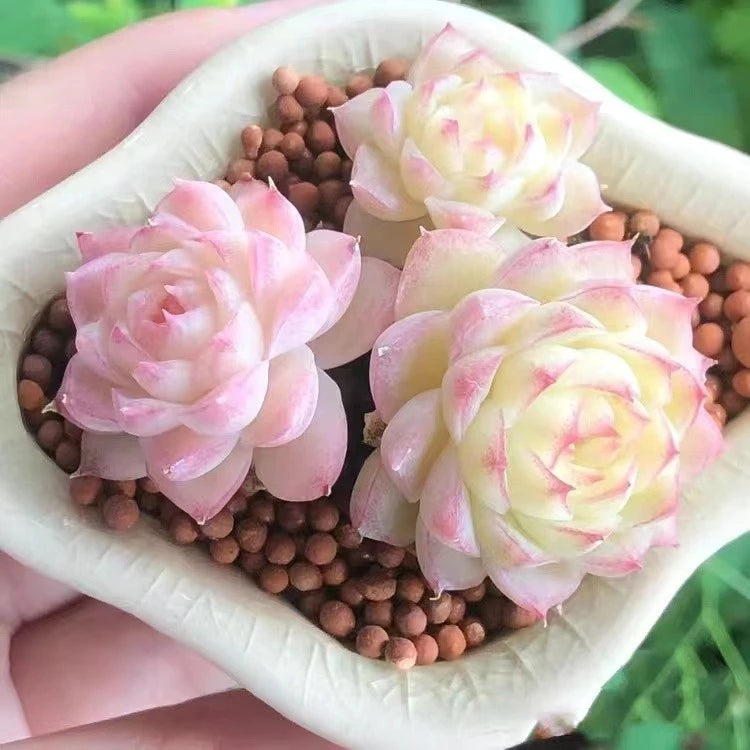 coming soon For your reference, please see the image!