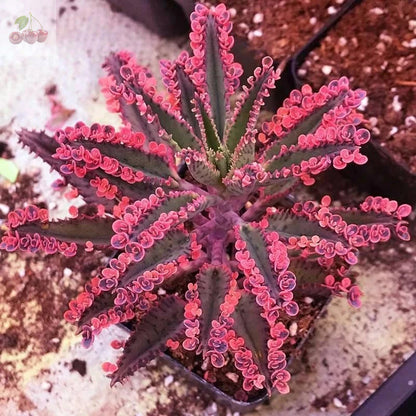 coming soon For your reference, please see the image !