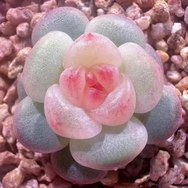 coming soon For your reference, please see the image!