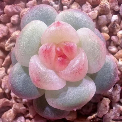 coming soon For your reference, please see the image !