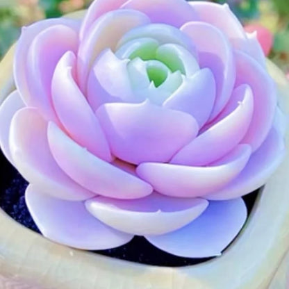 coming soon For your reference, please see the image !