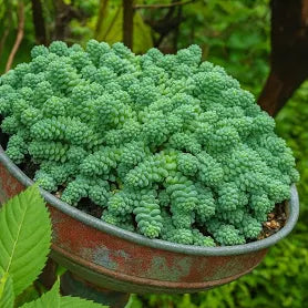 Sedum dasyphyllum 'Himalayan Skies'
