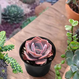 Echeveria 'Dusty Rose