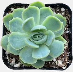 Echeveria elegans 'Mexican Snowball