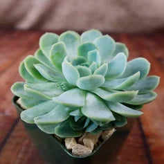 Echeveria elegans 'Mexican Snowball