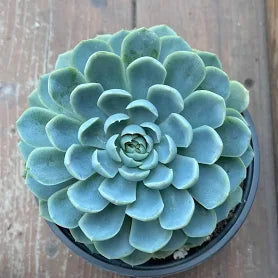 Echeveria elegans 'Mexican Snowball