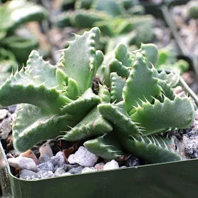 Faucaria candida