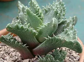 Faucaria candida